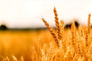 خرید تضمینی گندم به ۶.۳ میلیون تن رسید